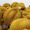 Ventas de durián: mayor contribuyente a exportación de frutas vietnamitas