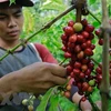 Indonesia promueve exportaciones de café a Qatar
