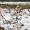 Senadores estadounidenses presentan proyecto de ley para financiar remoción de minas terrestres en Indochina