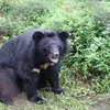 Inauguran Centro de rescate de osos en provincia vietnamita