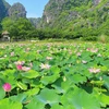 Ninh Binh desarrolla ecoturismo asociado con el loto 