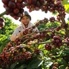 Exportaciones de café vietnamita se esperan aumentar en cosecha 2023-2024