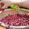  Incremento notable de valor de exportaciones de café vietnamita