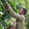 Prevén desafíos para ventas de derivados de árboles industriales de Vietnam