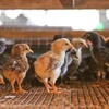 Filipinas prohíbe importaciones de aves de corral procedentes de Bélgica y Francia