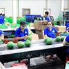 Prevén alza en exportaciones de frutas y verduras vietnamitas en 2024