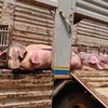 Camboya: Sospechan que 130 cerdos murieron por peste porcina africana