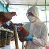 Detectan brote de gripe aviar H5N1 en Laos