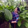 Visitan aldea productora de hojas dong en Hanoi con motivo del Tet 2024