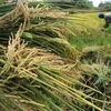 Indonesia implementa medidas para estabilizar el suministro y los precios del arroz