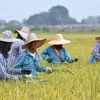 Aconsejan a agricultores tailandeses no cultivar arroz fuera de temporada