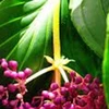 Orquídeas de Malasia se consideran exportaciones potenciales