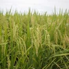 Producción de arroz de Malasia se asegura pese a desventajas de clima