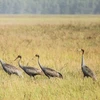 Grullas de corona roja regresan al bosque nacional Tram Chim