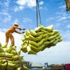 Exportaciones de arroz vietnamita a Senegal son modestas en comparación con la demanda