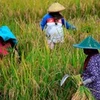 Indonesia: la estación seca será menos severa este año