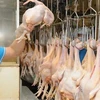 Vietnam exportará a mercado musulmán mil toneladas de carne de pollo por mes