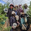Australia abre mercado para mano de obra vietnamita en agricultura