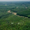 Quang Tri promueve protección de bosques y forestación para reducir emisiones