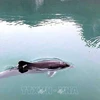 Aparecen delfines en las aguas de la provincia de Quang Ninh