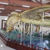 Esqueletos de ballenas en isla vietnamita de Ly Son atraen a los visitantes