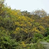 Contemplar flor amarrilla de vaina de cobre en península de Son Tra
