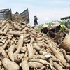 Vietnam fija meta de dos mil millones de USD por exportaciones de yuca