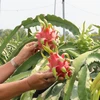 [Video] Potencial de exportación de la pitahaya de Vietnam 