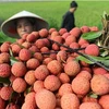 Exportaciones de lichi y longan de Hai Duong logran éxitos