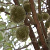 Binh Phuoc busca soluciones para el cultivo sostenible de durián
