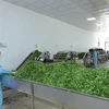 Thanh Hoa intensifica aplicación de ciencia y tecnología en producción agrícola