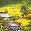 Apoyan a minorías étnicas en Vietnam en construcción de viviendas