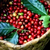 Provincia vietnamita de Gia Lai desarrollará marca de café robusta