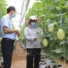 Impulsan desarrollo de personal agrícola en Vietnam