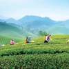 Promueven turismo comunitario asociado a cultura del té en provincia vietnamita