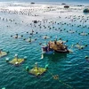 Buscan fomentar posición de acuicultura vietnamita en mapa mundial