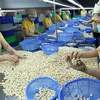 Impresionantes resultados de exportación agrícola de Vietnam en últimos meses de 2023