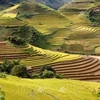 Buscan convertir terrazas de arroz en producto turístico único del Noroeste de Vietnam