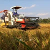 Atraen inversiones en desarrollo de cadena de valor del arroz en Delta del Mekong en Vietnam