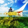 Vietnam apunta a cosechar 500 mil toneladas de algas para 2030
