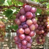 Mejoran valor de productos de uva de Ninh Thuan