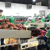 Sector agrícola de Vietnam por impulsar procesamiento profundo