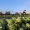 Vietnam busca mantener impulso de crecimiento de exportaciones hortofrutícolas