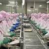 Recuperan exportaciones de camarón vietnamita a principales mercados