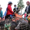 Único mercado de cerdos en la provincia norvietnamita de Lai Chau