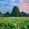 Anuncian marca de certificación “Loto de Hoa Lu-Ninh Binh” 