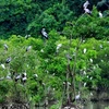 Intentan mejorar conservación de biodiversidad en Vietnam