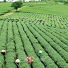 Aplican agricultura verde en reducción de emisiones de carbono en Vietnam