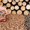 Exportaciones vietnamitas de productos de desecho forestal podrían recaudar fondo multimillonario 