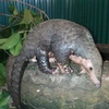 Sauvetage de 63 pangolins par le centre Save Vietnam’s Wildlife